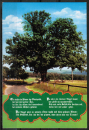 AK Bad K�nig / Momart, die Momarter Eiche mit dem Lied-Text vom Baum im Odenwald, ca. 1980