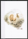 10 gleiche Ansichtskarten von Nicki - (Pferd)