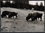 AK Michelstadt / Eulbach, Wisente im Englischen Garten, um 1965