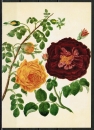 Ansichtskarte von Horny - "Die gelbe Centifolie - und die gefüllte oder königliche Purpur-Rose" (1795)