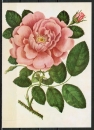 Ansichtskarte von Horny - "Die große dunkle Damscener Rose" (1795)
