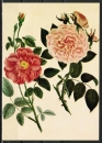 Ansichtskarte von Stark - "Die gemeine Zucker-Rose - Die große fleischfarbene Rose" (1795)