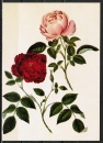 Ansichtskarte von Stark - "Die dunkle und die blasse immerblühende Rose" (1795)