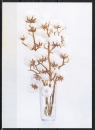 Ansichtskarte von Joan Copeland - "Weiße Blumen in Vase" (Baumwolle?)